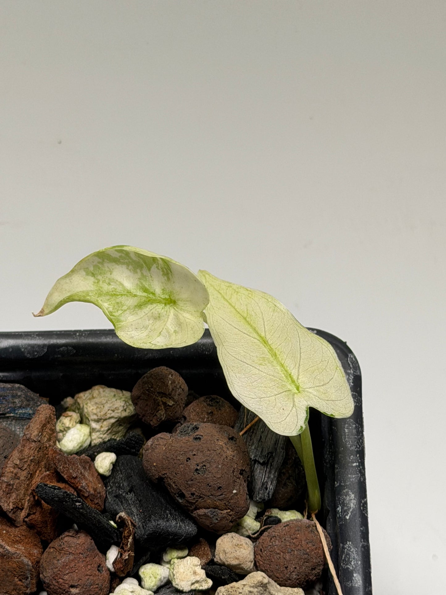 Alocasia Okinawa Albo