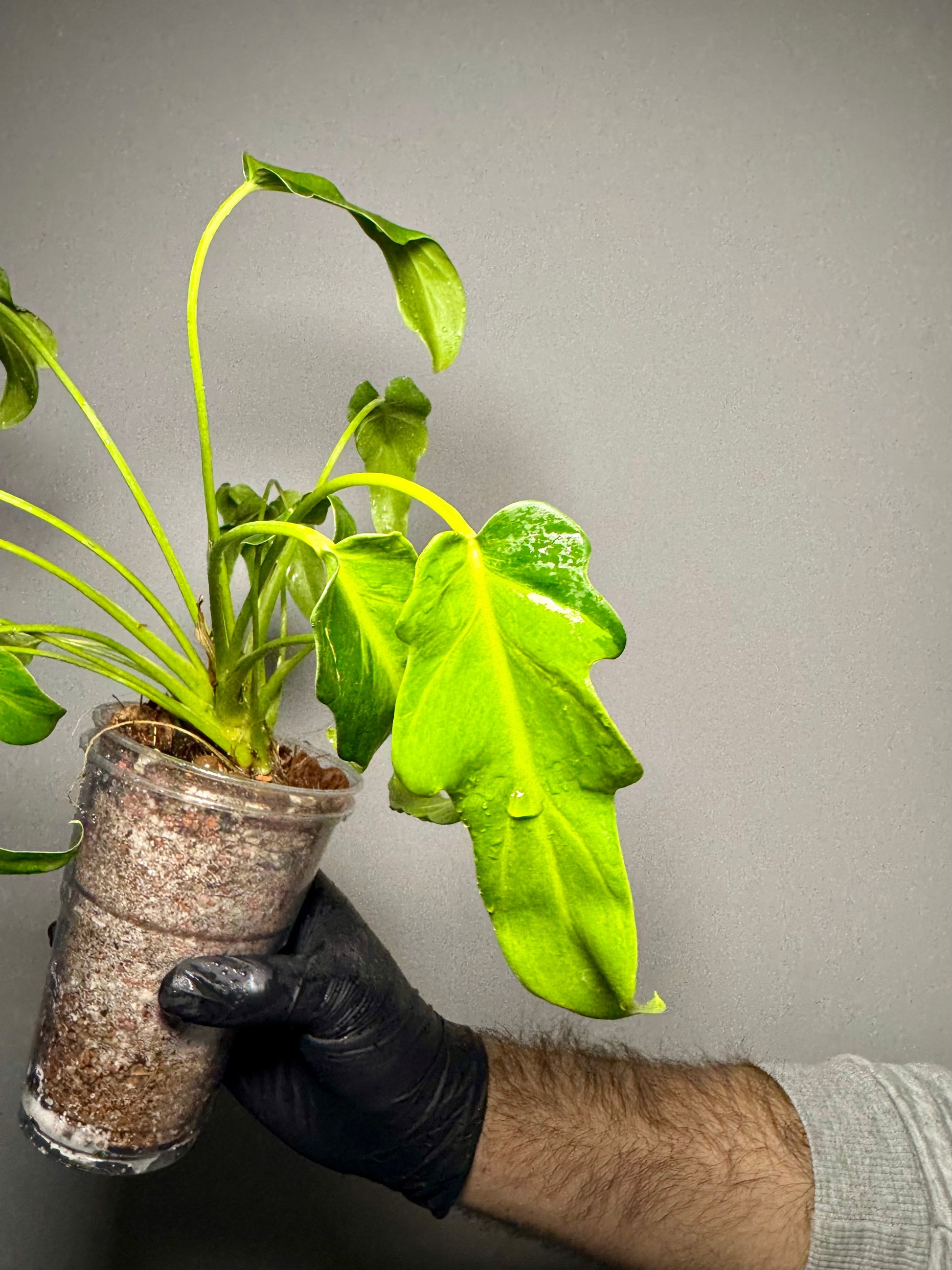 Philodendron Xanadu Variegata Green and White Plants