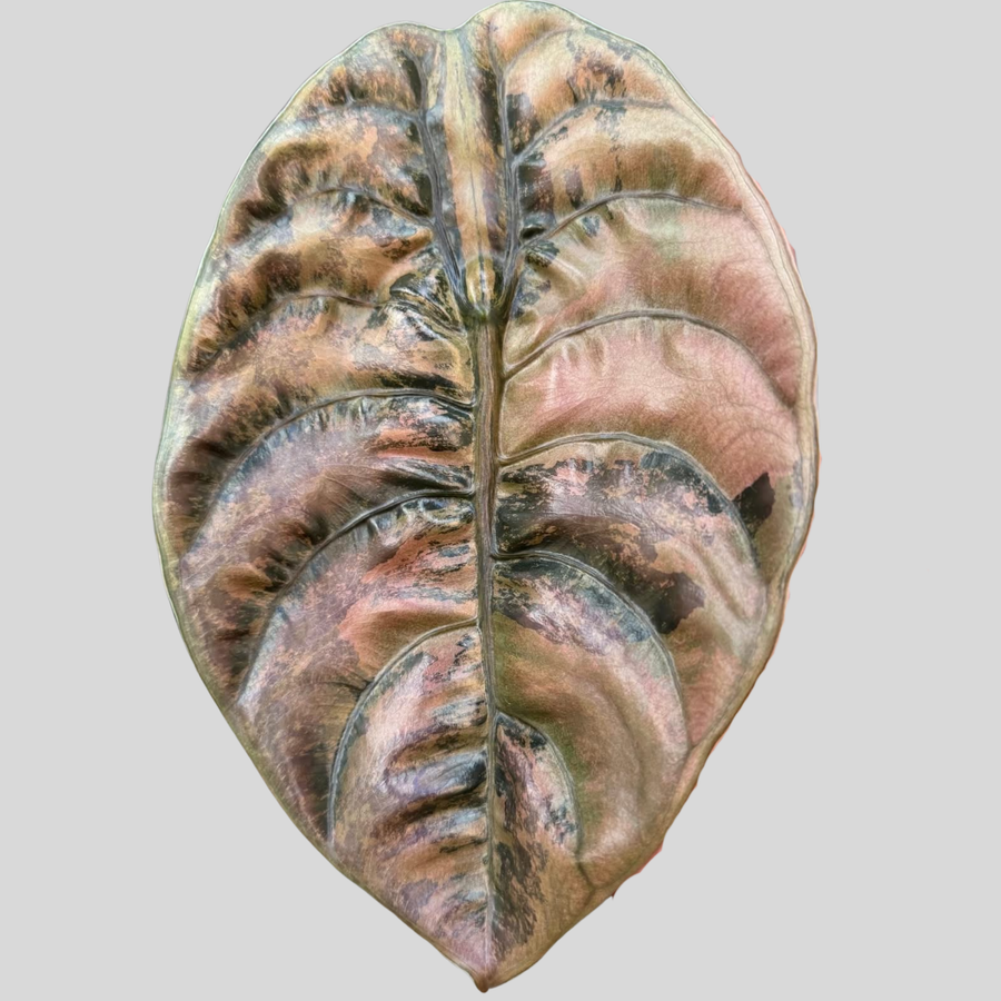 Alocasia Cuprea Pink Latte - Bulbe (Précommande)