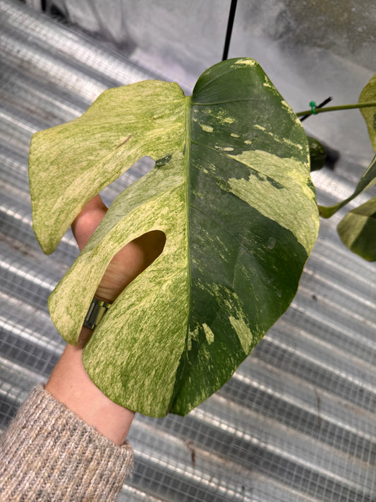 Monstera Jungle Mint - Sur Mesure