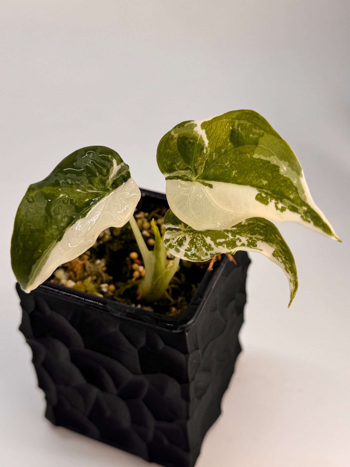 Alocasia Cuculatta „Wagyu“ Albo Variegata
