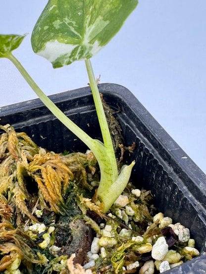 Alocasia Cuculatta « Wagyu » Albo Variegata