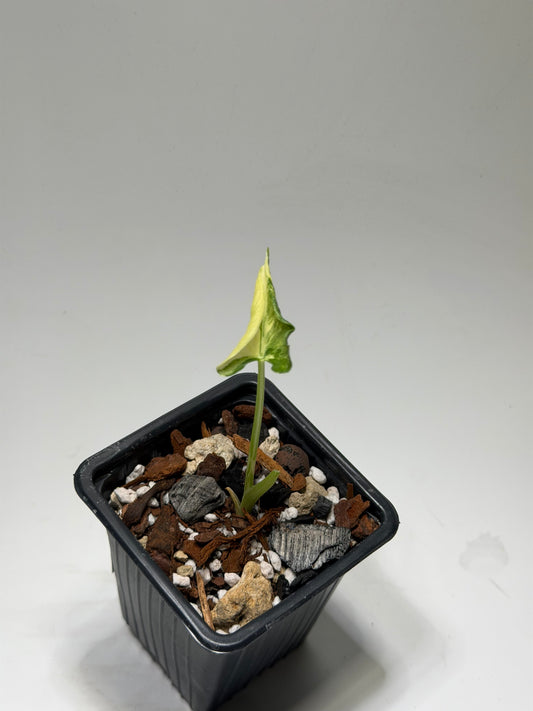 Alocasia Cucullata Crinkless Albo