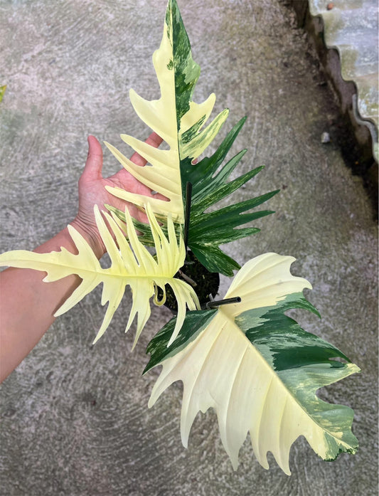 Philodendron (Florida Beauty x Tortum) - Livraison 30 jours