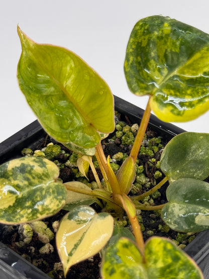 Philodendron Billitiae Variegata