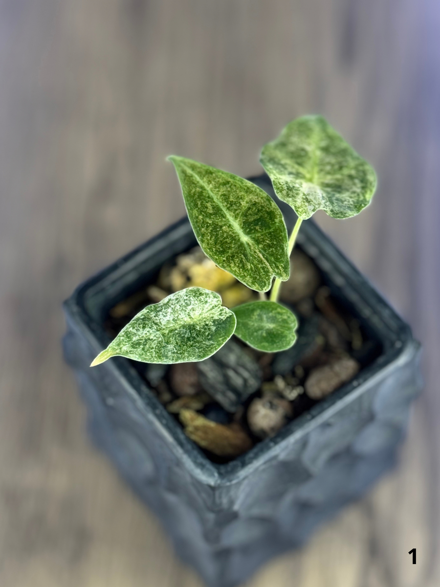 Alocasia Black Satun Stardust