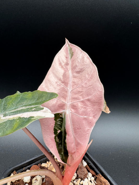 Bulbe Chantrieri Albo/Pink