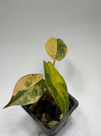 Alocasia Wentii Aurea