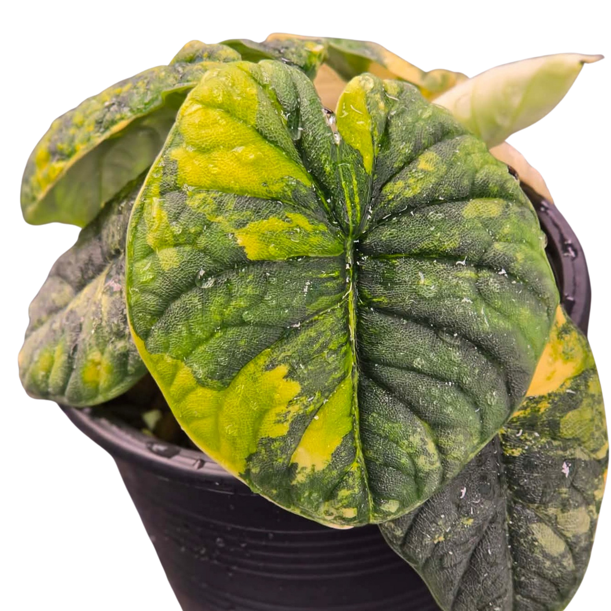Alocasia Melo Aurea - Bulbe