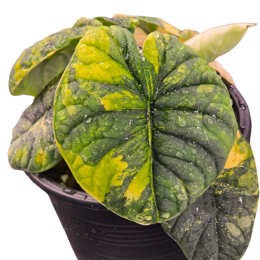 Alocasia Melo Aurea - Bulbe