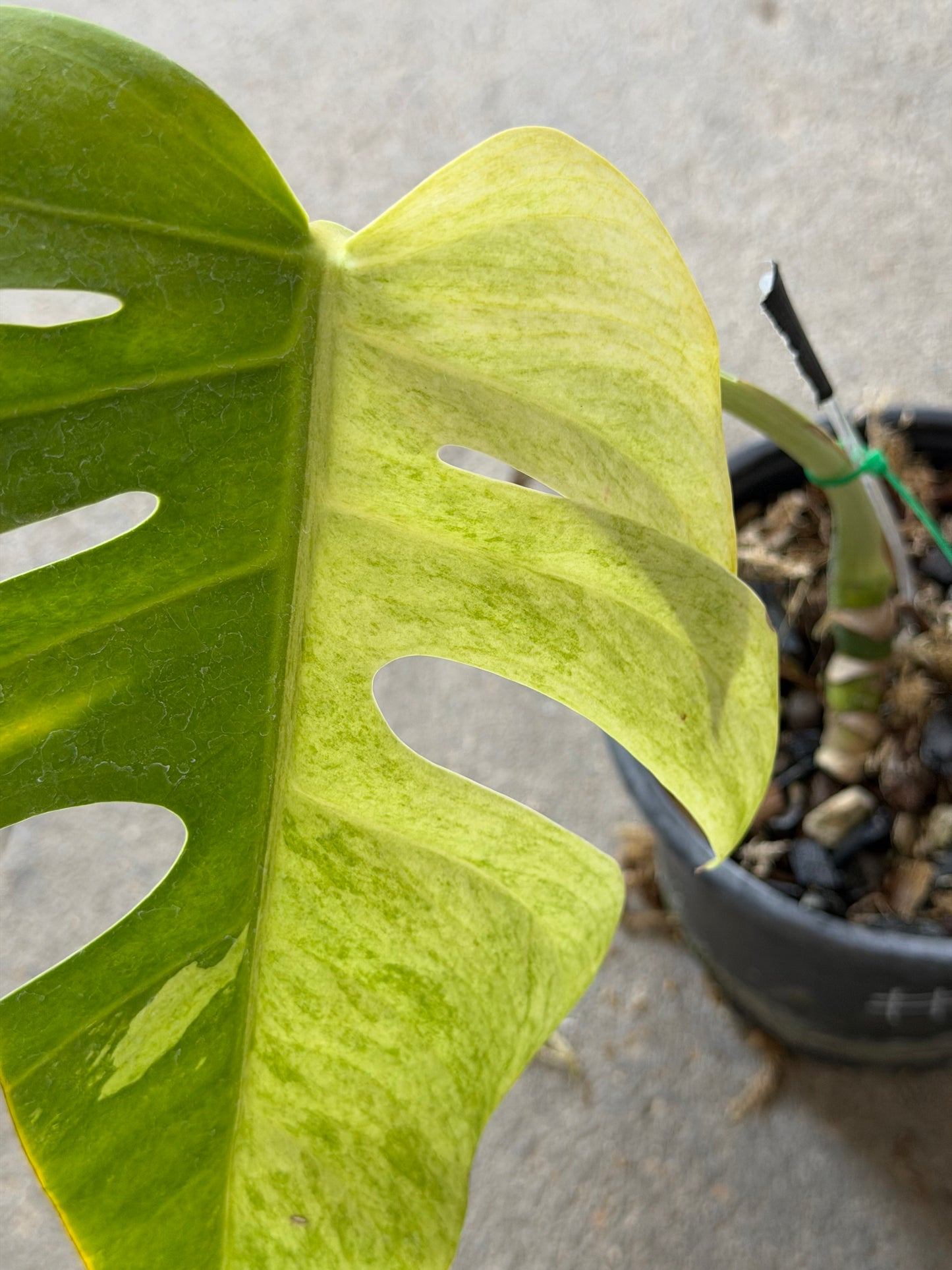 Monstera Jungle Mint