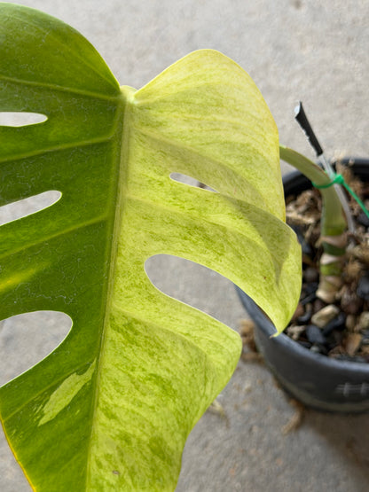 Monstera Jungle Mint