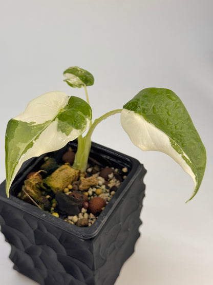 Alocasia Cuculatta „Wagyu“ Albo Variegata