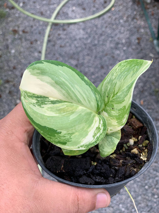 Scindapsus Rubicon Variegata - 30-day delivery