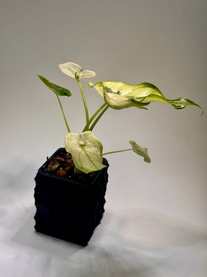 Alocasia Cuculatta « Wagyu » Mint