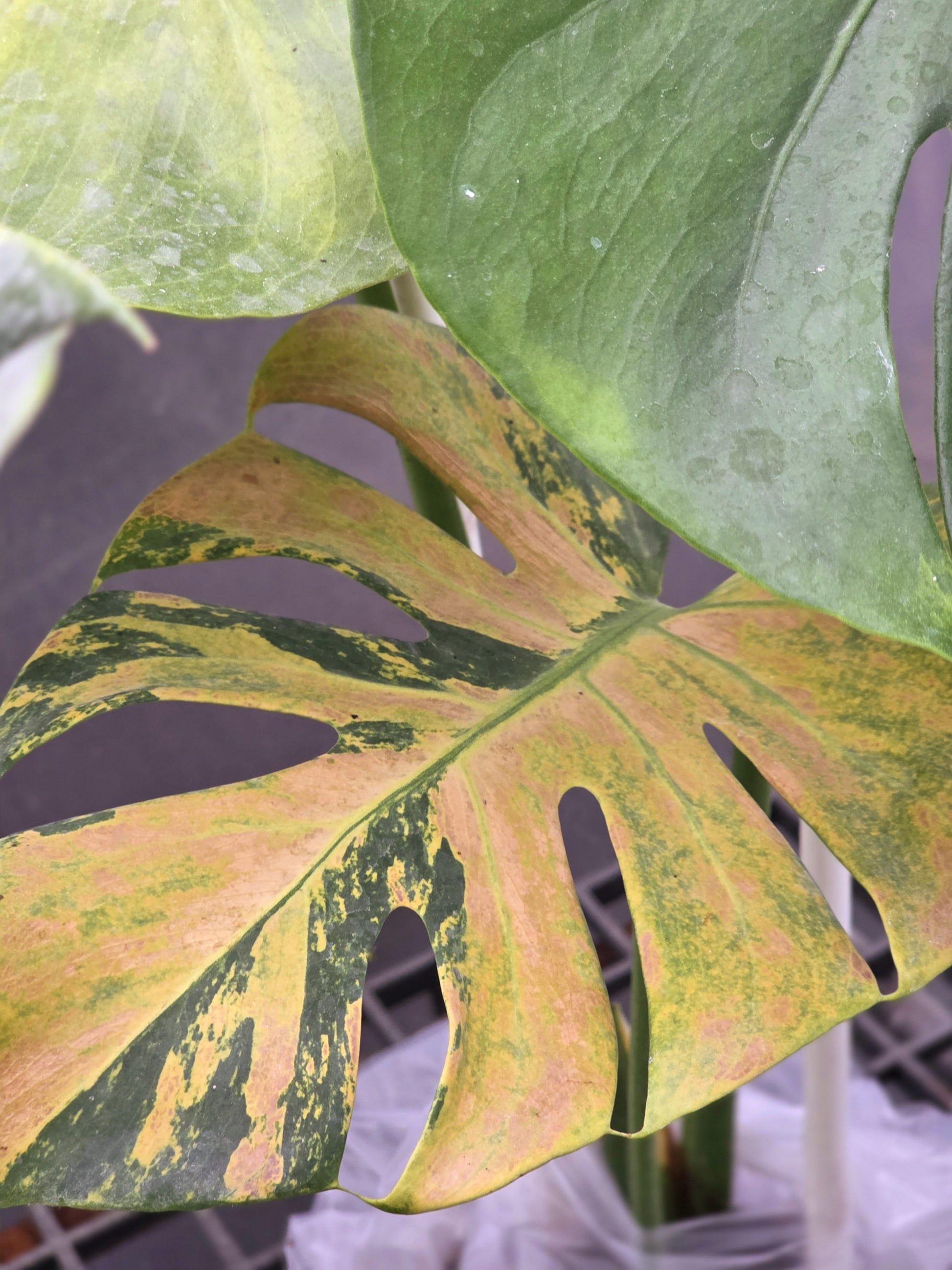 rust on monstera Monstera Deliciosa Light Lime – Rare Bright Tropical Plant – Green and White Plants