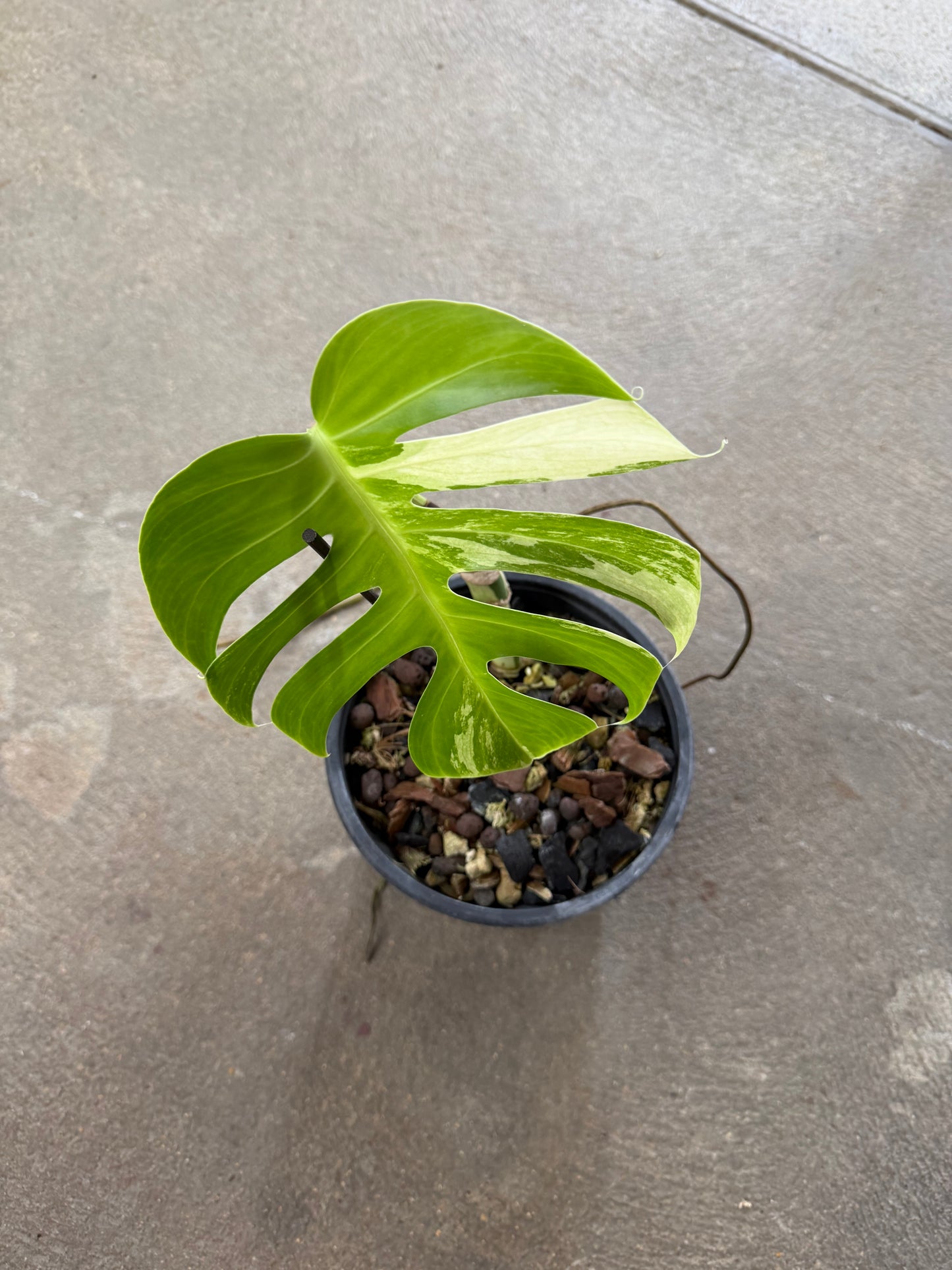 Monstera Jungle Mint