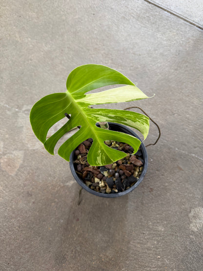 Monstera Jungle Mint