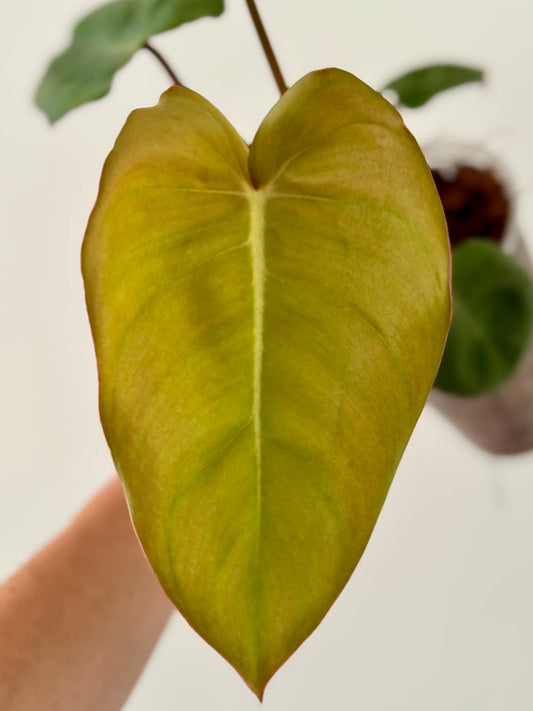Philodendron Billienium H Green and White Plants