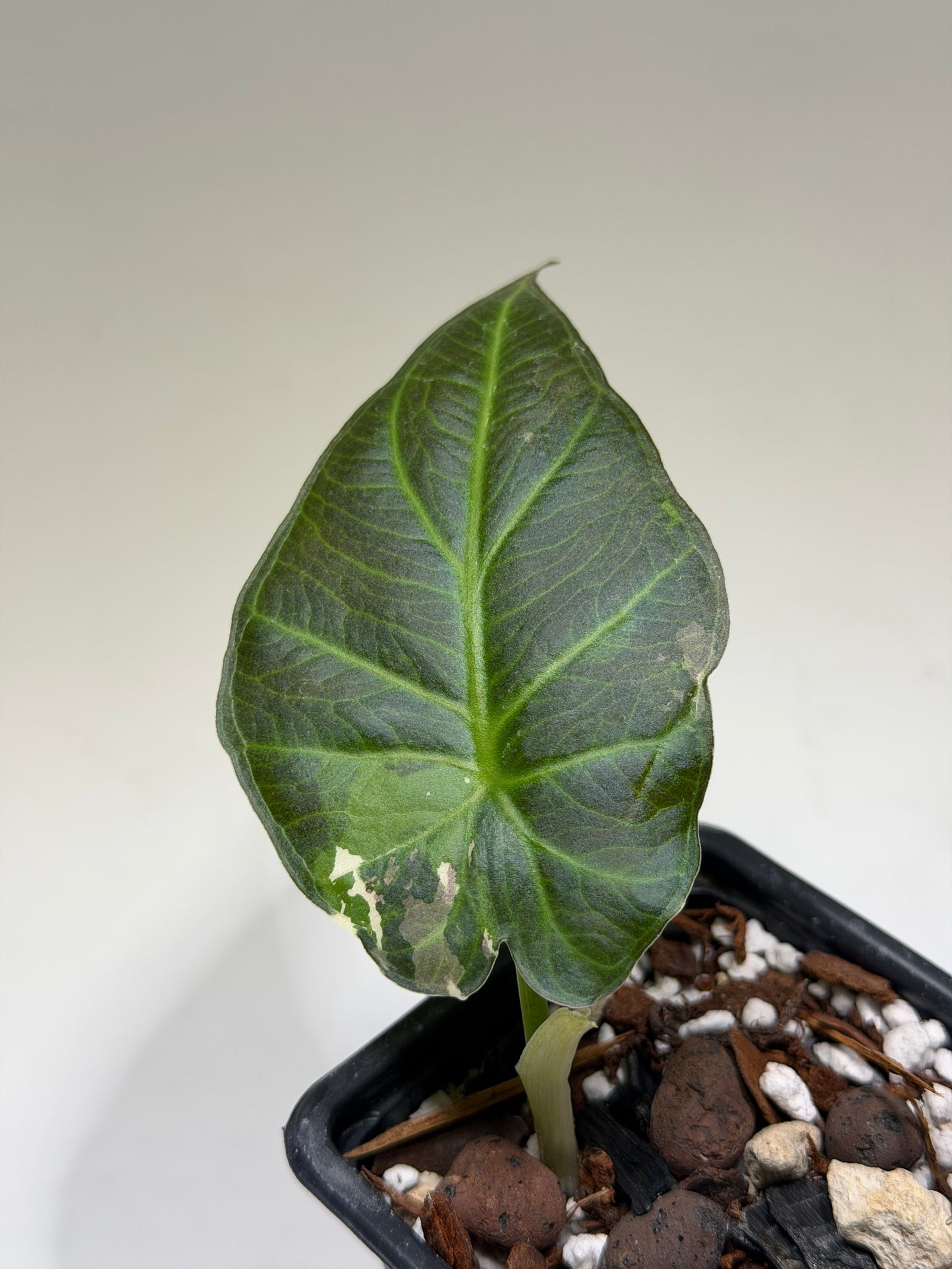 Alocasia Regal Shield Albo Variegata