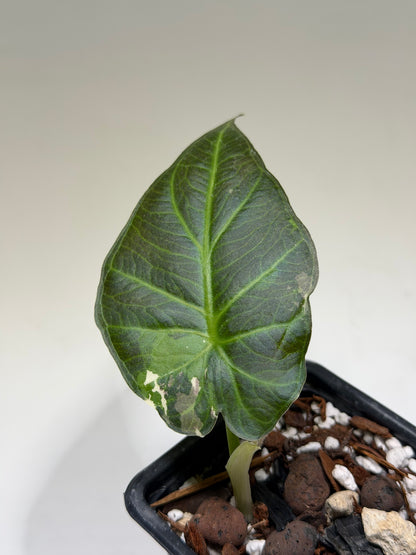 Alocasia Regal Shield Albo Variegata