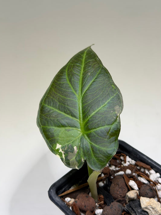 Alocasia Regal Shield Albo Variegata