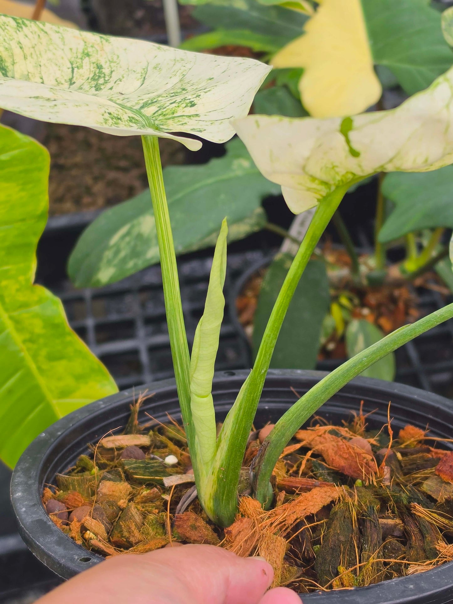 Monstera Mint Siam