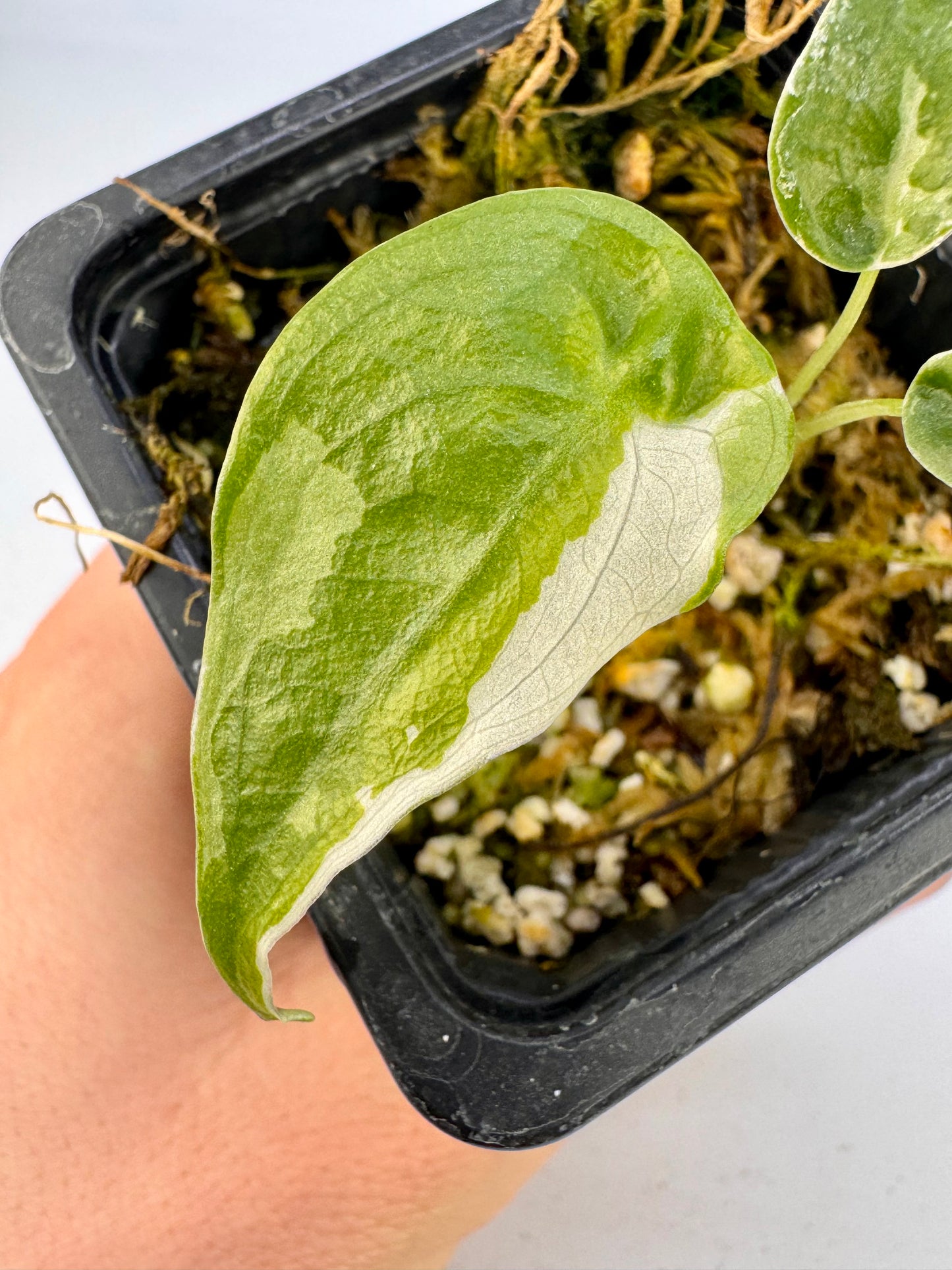 Alocasia Cuculatta « Wagyu » Albo Variegata