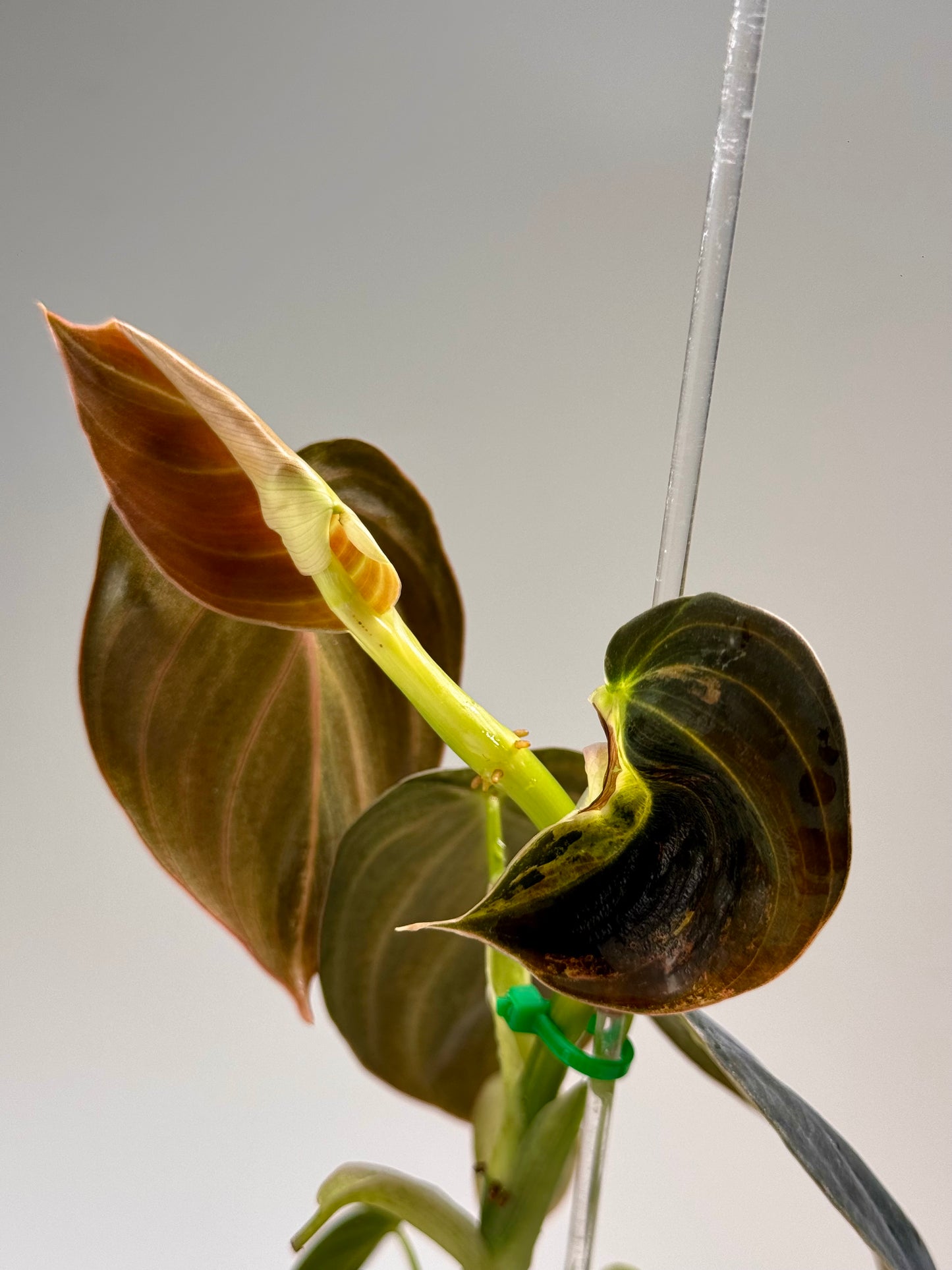 Philodendron Melanochrysum Variegated TC (Acclimated)