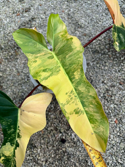 Philodendron Brown Beauty