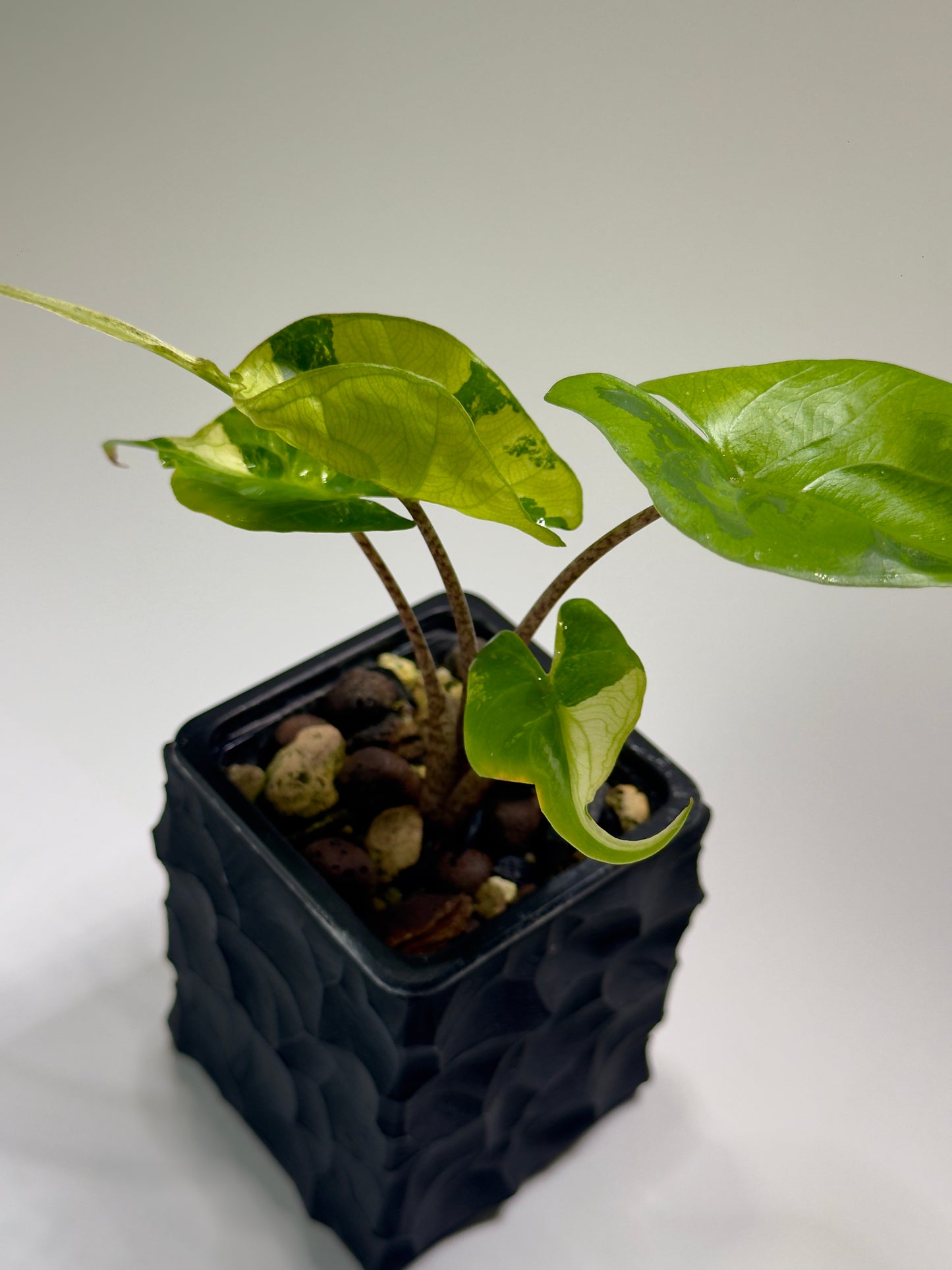 Alocasia Stingray Aurea Mint