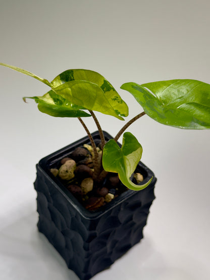 Alocasia Stingray Aurea Mint