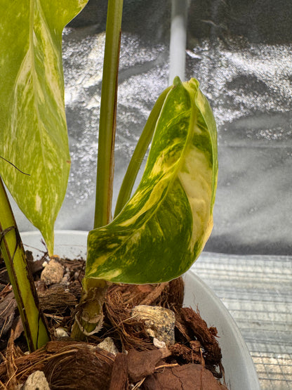 Epipremnun Pinnatum Gold Flame Variegated