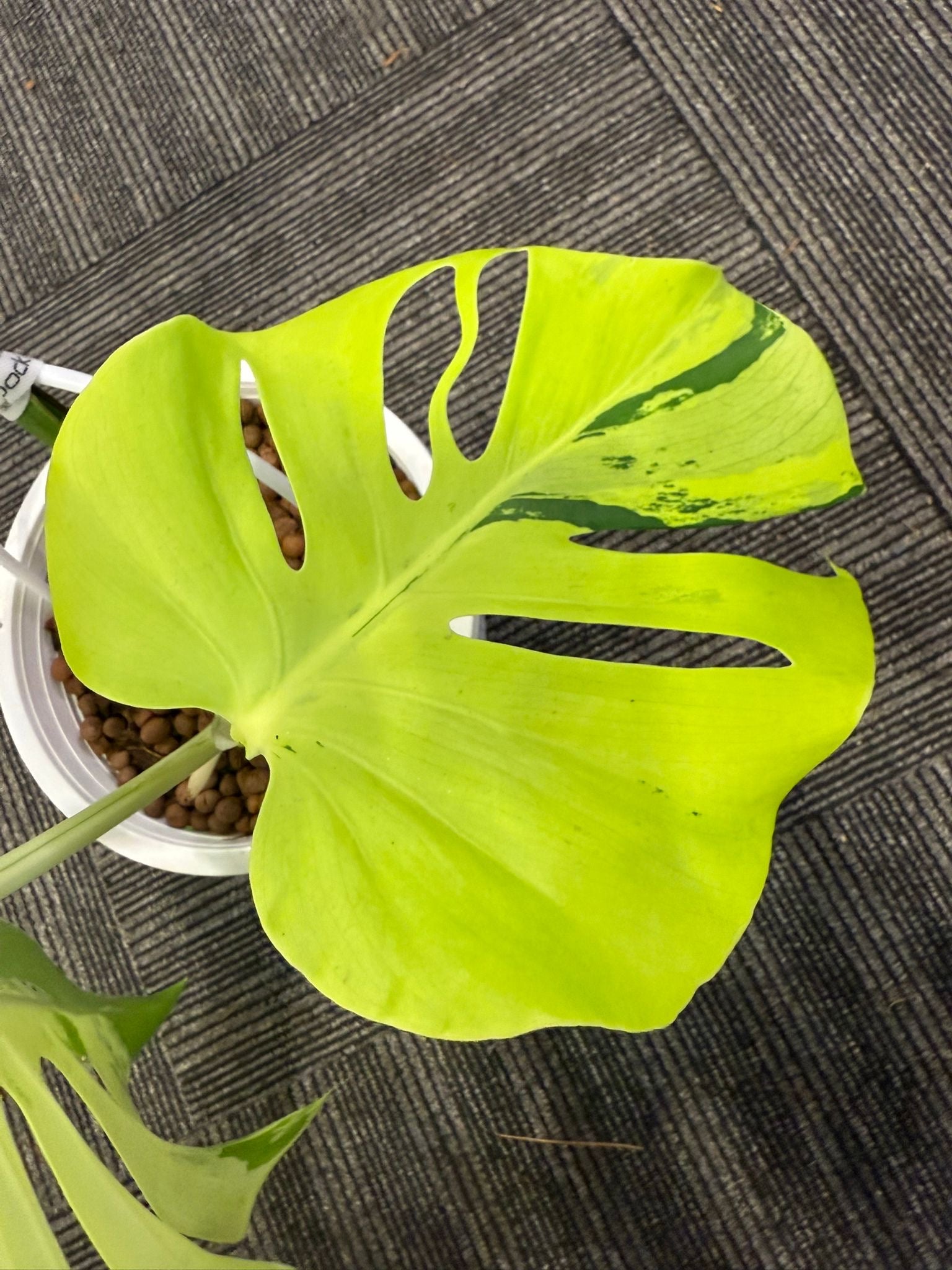monstera deliciosa new leaf light green Monstera Light Lime – Rare tropical nursery plant – Green and White Plants