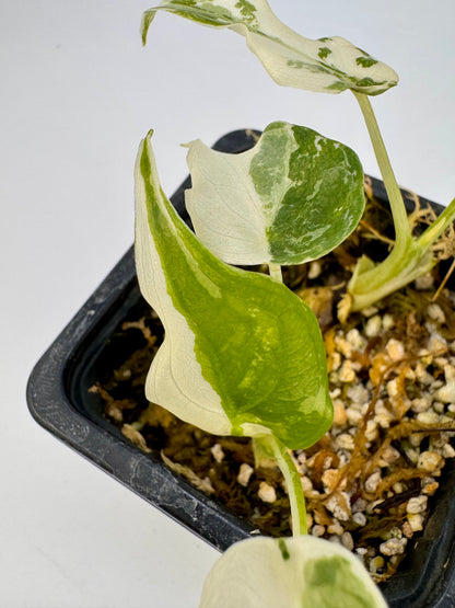 Alocasia Cuculatta « Wagyu » Albo Variegata