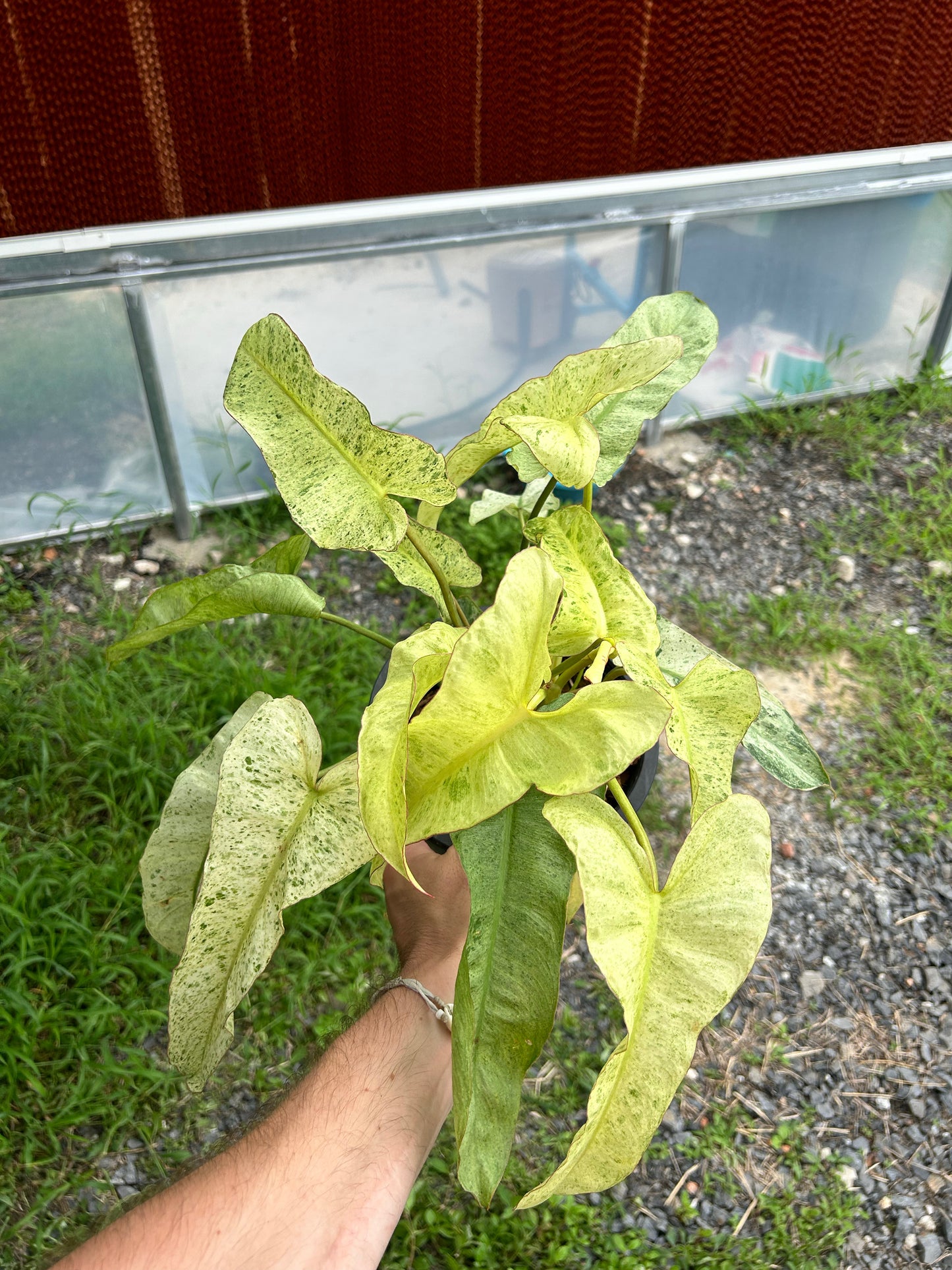 Philodendron Billietiae x Paraiso Variegated - Sur Mesure