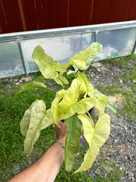 Philodendron Billietiae x Paraiso Variegated - Sur Mesure