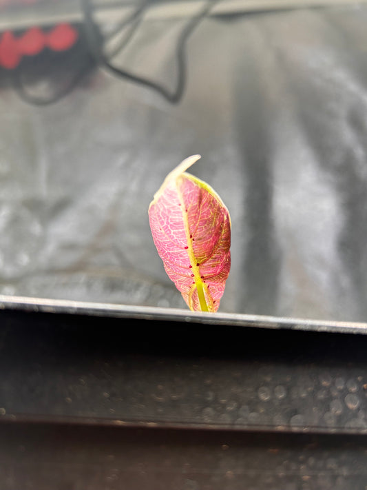 Alocasia Watsoniana Doff Pink Variegata - Bulbe