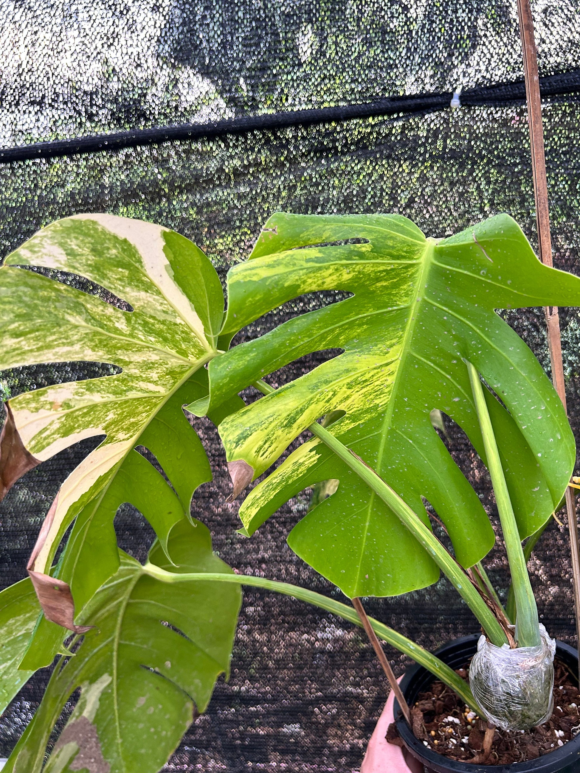 monstera deliciosa f borsigiana aurea variegata Monstera Borsigiana Aurea Variegata