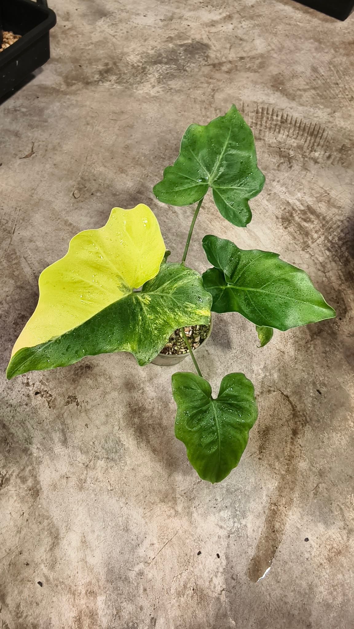 Philodendron Angela Aurea Var