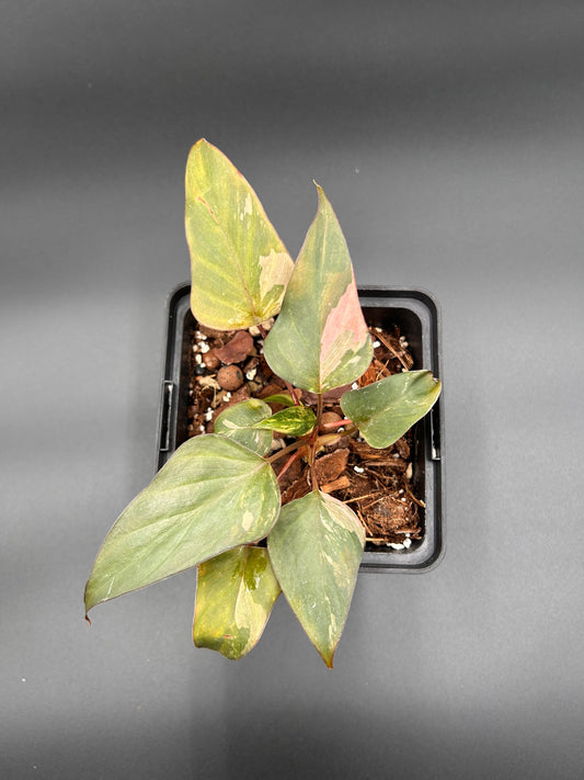 Homalomena Cf. Aromatica Pink Diamond Green and White Plants