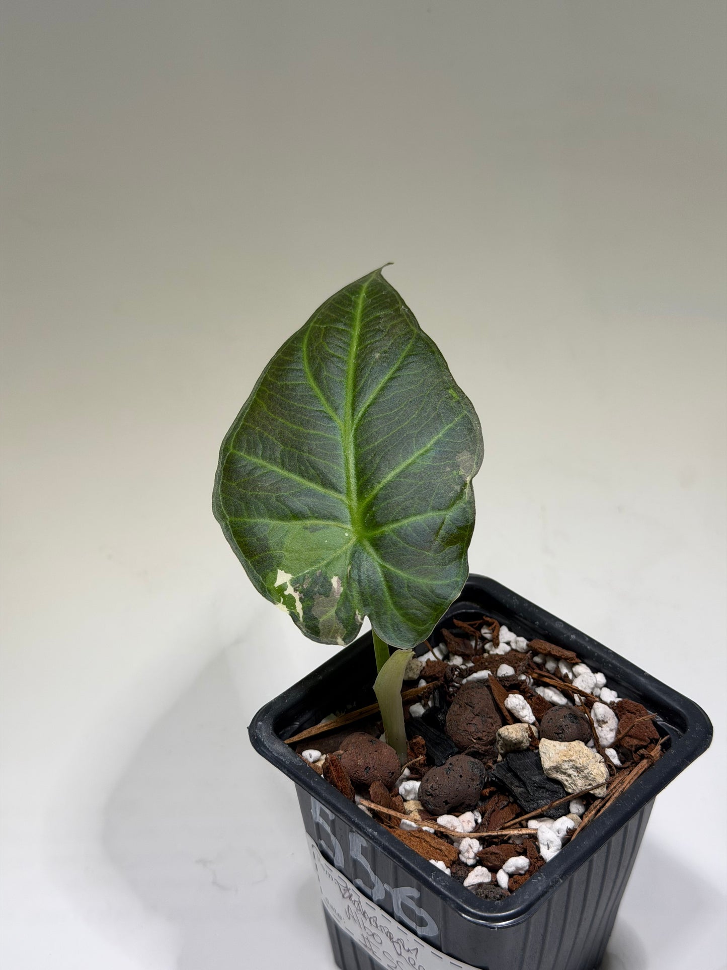 Alocasia Regal Shield Albo Variegata