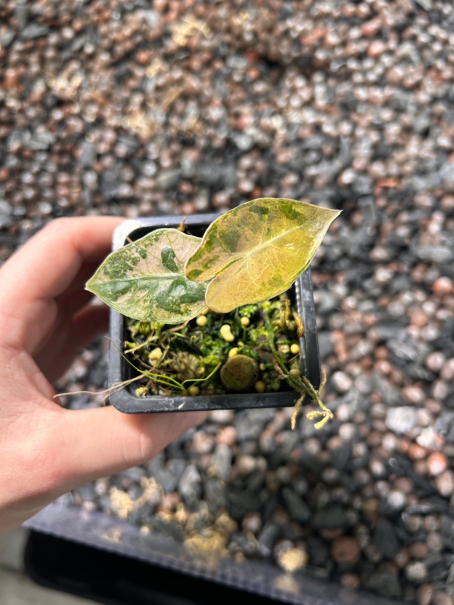 Alocasia Pseudo Sanderiana Pink