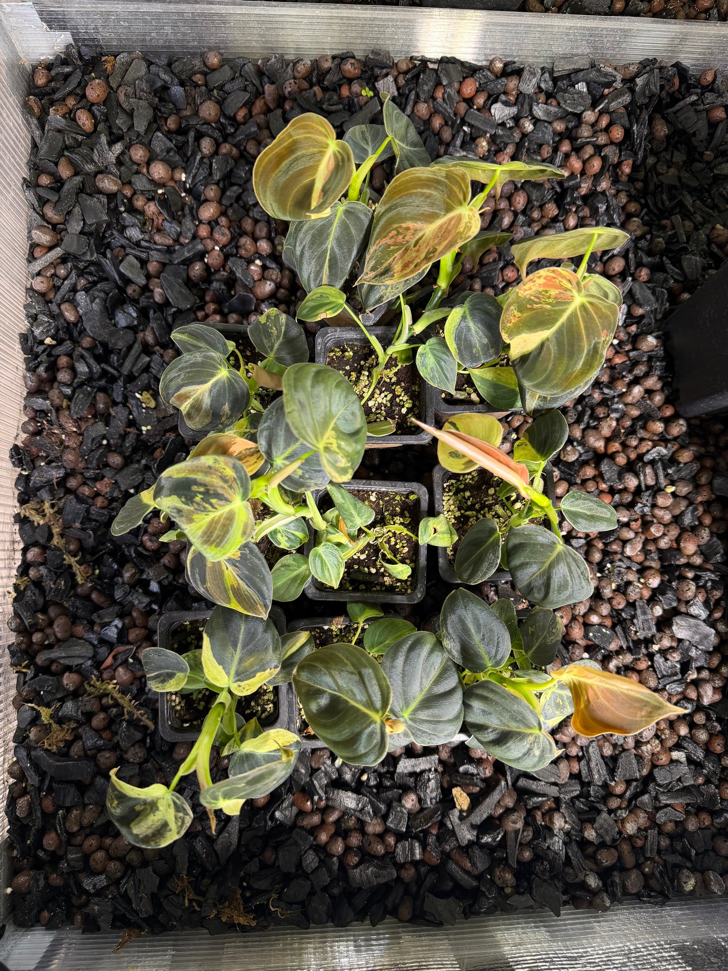 Philodendron Melanochrysum Variegata TC