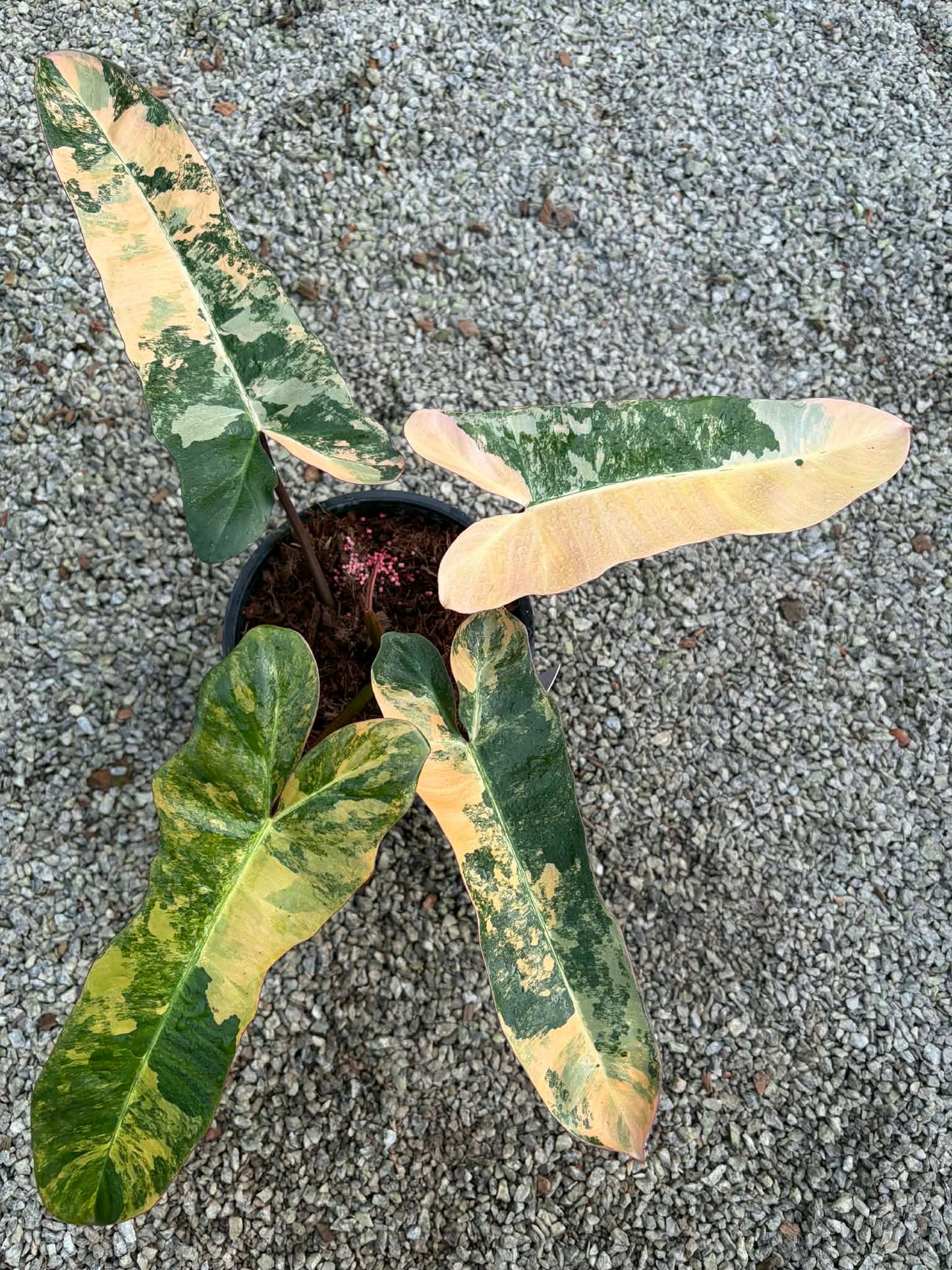 Philodendron (FB x Mayoi) x Black Bilie