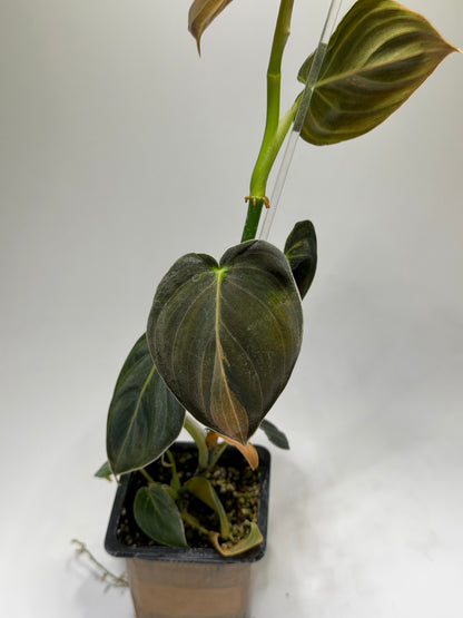 Philodendron Melanochrysum Variegata