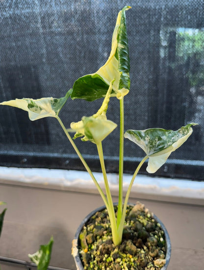 Bulbe Alocasia Cucullata « Ckrinkless » Albo Variegata - Livraison 30 jours