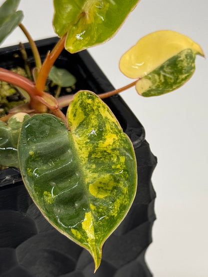 Philodendron Billitiae Variegata