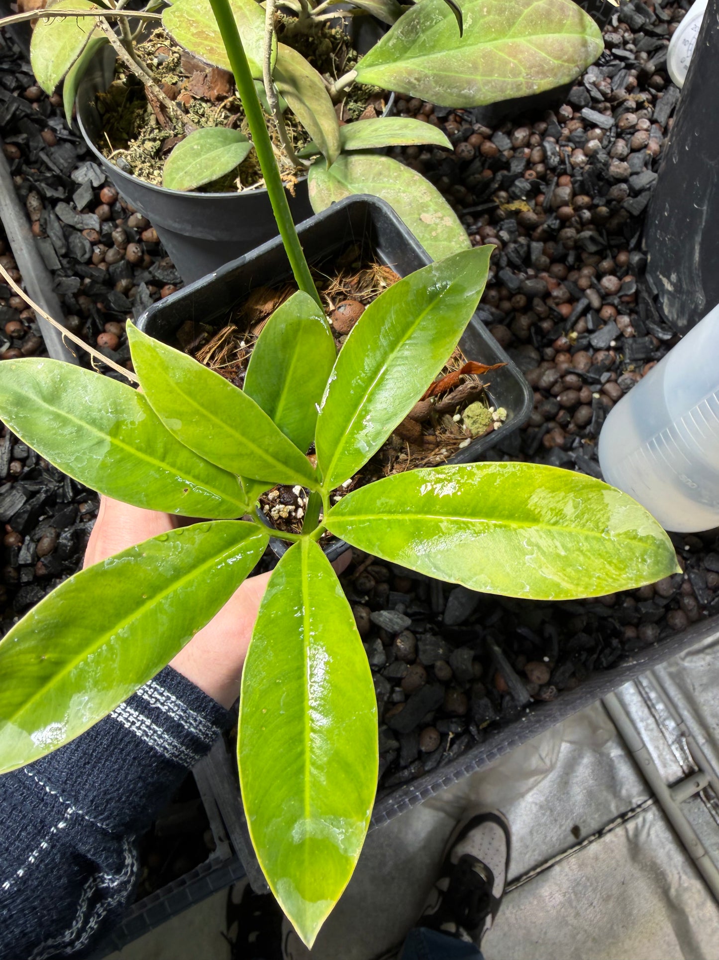 Philodendron Goeldii Variegata