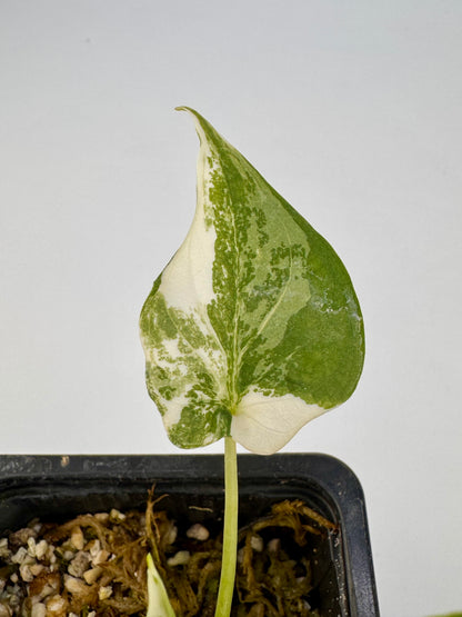 Alocasia Cuculatta « Wagyu » Albo Variegata